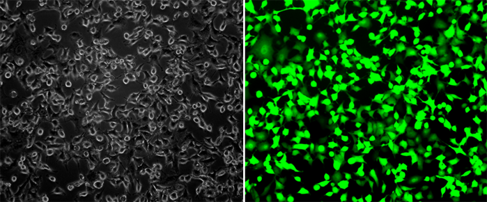 GFP/SK-BR-3 Stable Cell Line