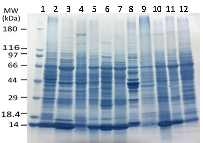 Quick-blot (Mouse Tissues)