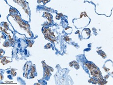 Purified anti-CD34 Antibody (Clone:  QBEnd/10)