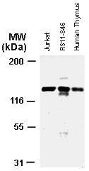 Polyclonal antibody to APAF-1