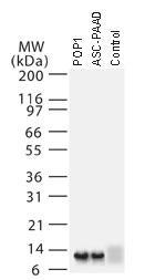 Polyclonal antibody to ASC2 (ASC-2/POP)