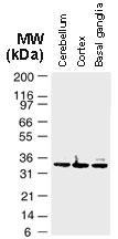 Polyclonal antibody to Bag-1