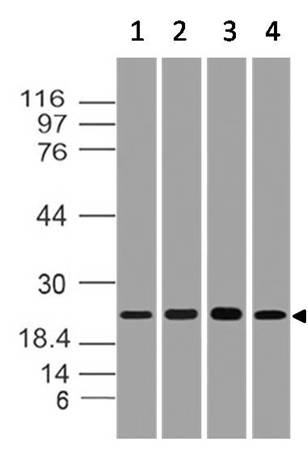 Polyclonal antibody to Bag-1