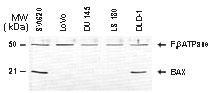 Polyclonal antibody to Bax