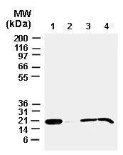 Polyclonal antibody to Bax