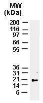 Polyclonal antibody to m Bax