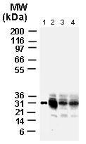 Polyclonal antibody to Bcl-xL