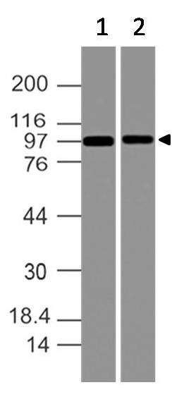 Polyclonal antibody to CARD6 (CARD2)