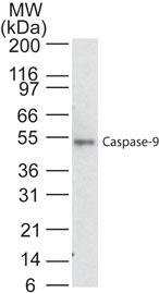 Polyclonal antibody to Caspase-9