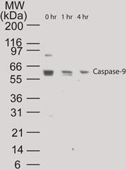 Polyclonal antibody to Caspase-9