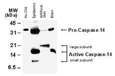 Polyclonal antibody to Caspase-14