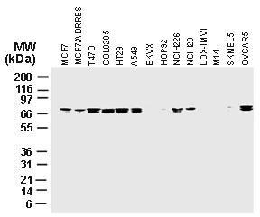 Polyclonal antibody to cIAP-1/HIAP-2