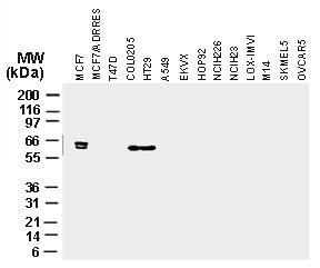 Polyclonal antibody to cIAP-2/HIAP-1