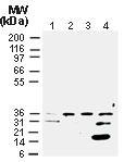 Polyclonal antibody to Cre