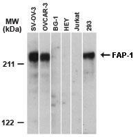 Polyclonal antibody to PTPN13/PTPL1 (FAP1)