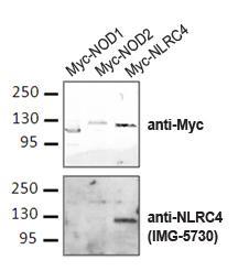 Polyclonal antibody to CARD12 (IPAF/ClAN)