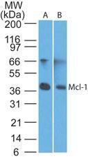 Polyclonal antibody to Mcl-1