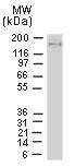 Polyclonal antibody to NLRP1/NALP1 (NAC-alpha)