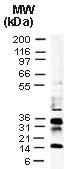 Polyclonal antibody to p35 baculovirus