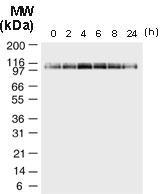 Polyclonal antibody to NLRP2/NALP2 (PAN1)