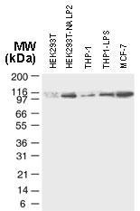 Polyclonal antibody to NLRP2/NALP2 (PAN1)