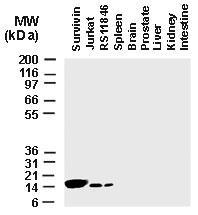 Polyclonal antibody to Survivin