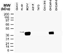 Polyclonal antibody to CARD8 (Tucan)