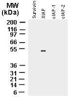 Polyclonal antibody to XIAP