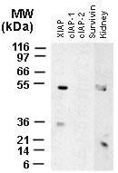 Polyclonal antibody to XIAP