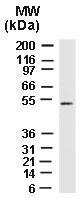 Polyclonal antibody to XIAP