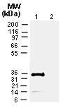 Polyclonal antibody to Cre