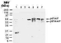 Polyclonal antibody to AIF