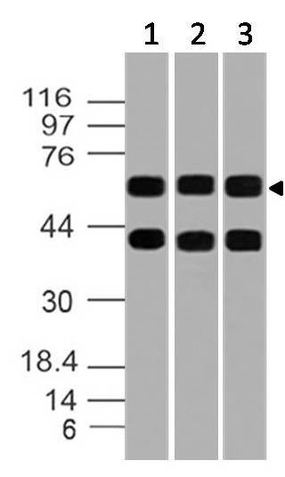 Polyclonal antibody to SODD/BAG4