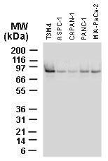 Polyclonal antibody to BAG3