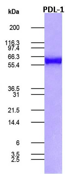 Human PD-L1 Recombinant Fc fusion Protein  (Active) Biotin conjugated