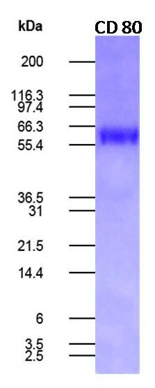 Human CD80 Recombinant Fc fusion Protein (Active)