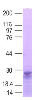 ACE2 Recombinant protein