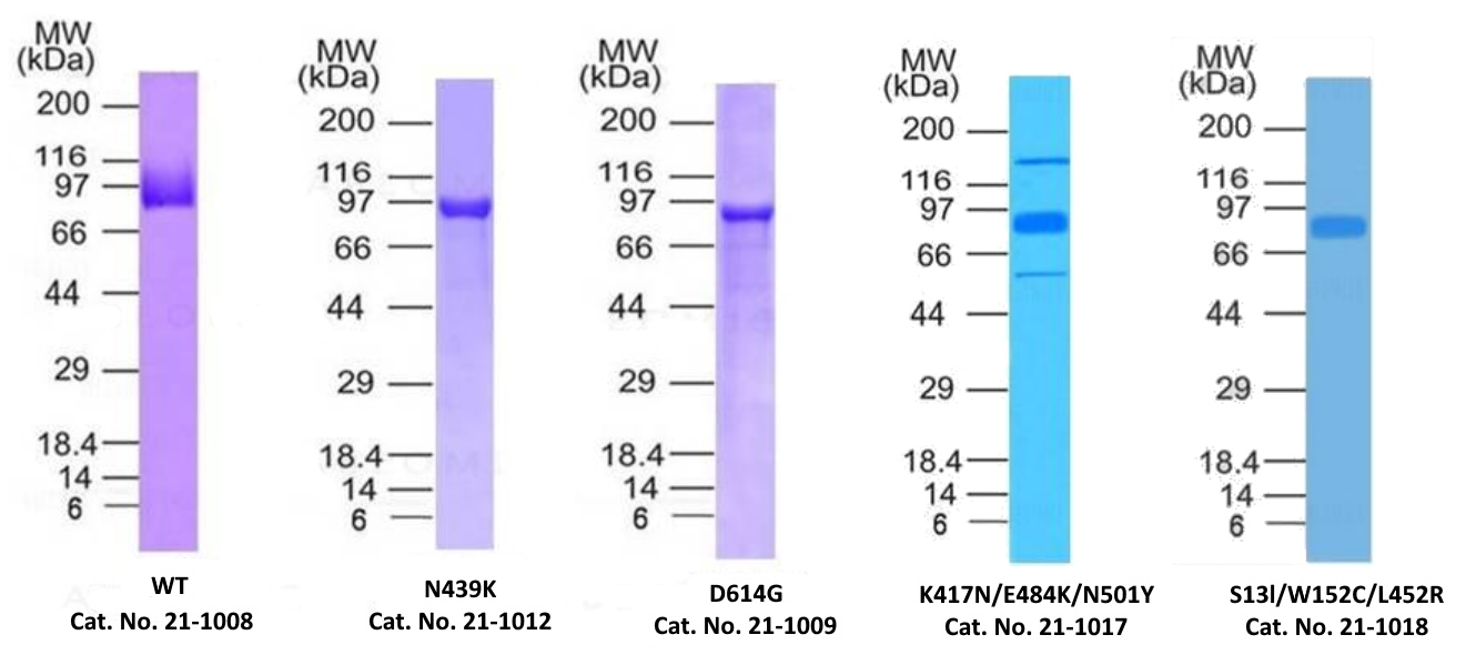 SARS-CoV-2 Spike S1 Mutant Sampler Set