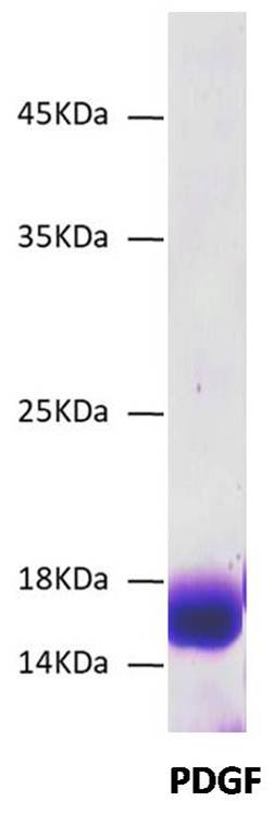 Recombinant PDGF Protein