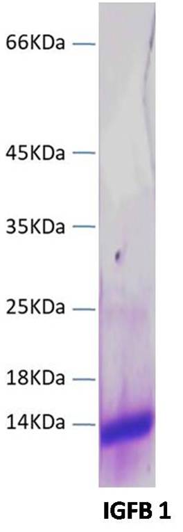 Recombinant PDGF Protein