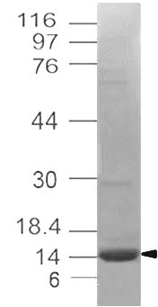 Recombinant MPXV A29L Protein, C-term His (E. Coli)