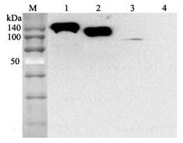 anti-ACE2 (human), mAb (blocking) (AC384) Azide free