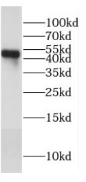 SARS-CoV-2 Nucleocapsid Antibody (Clone: 1G5)