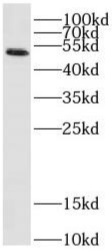 SARS-CoV-2 Nucleocapsid Antibody (Clone: 3C6)