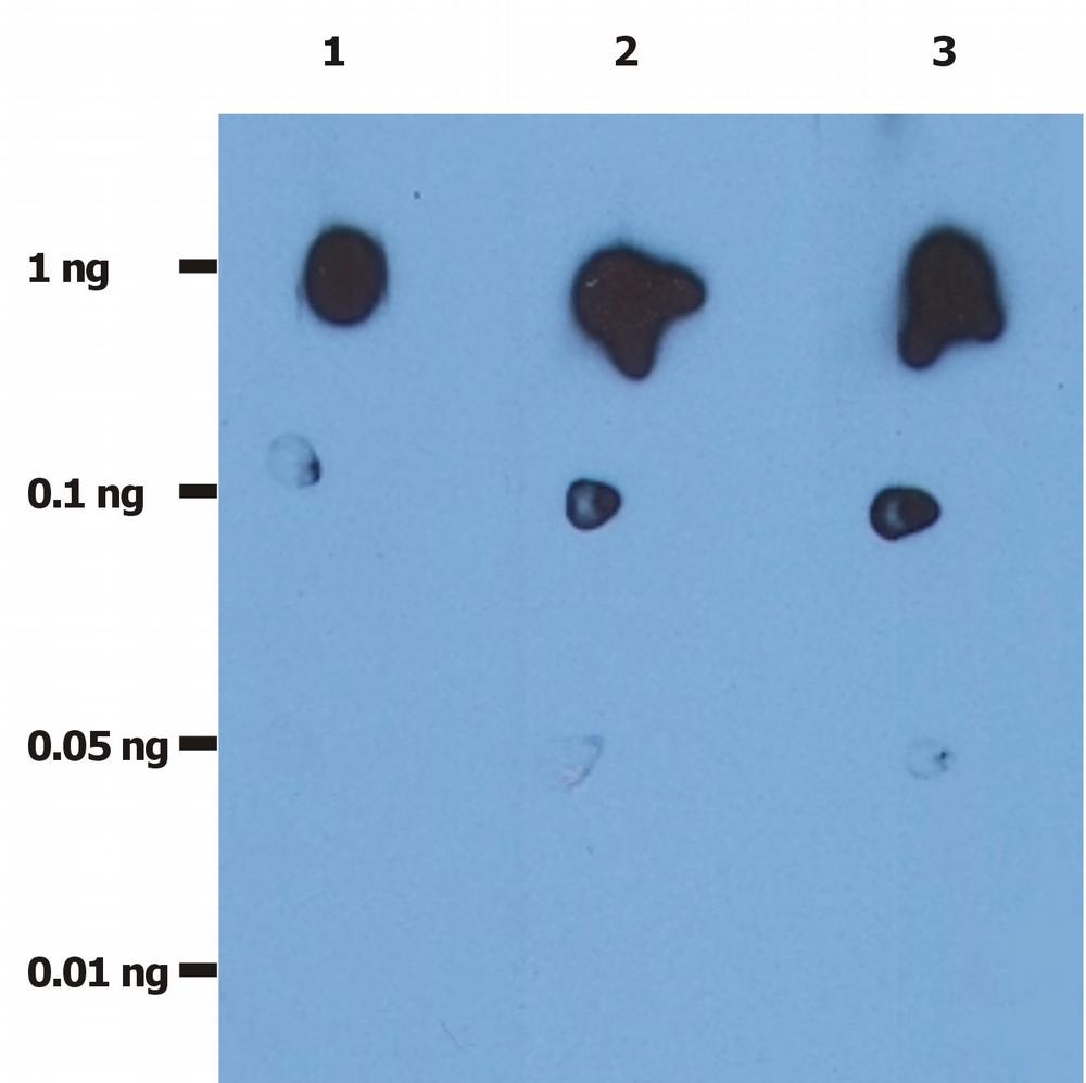 Anti-HIV-1 + HIV-2 protease Monoclonal Antibody (Clone:1696)-Azide free