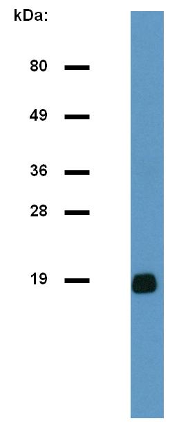 Anti-CD3 zeta/ CD247 Monoclonal Antibody (Clone:H146-968)-Azide free(Discontinued)