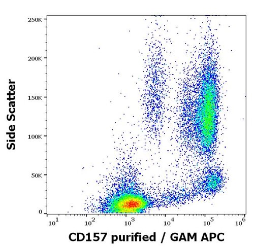 Anti-CD157 Monoclonal Antibody (Clone:SY11B5)