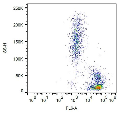 Anti-CD102 / ICAM-2 Monoclonal Antibody (Clone:CBR-IC2/2)