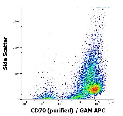 Anti-CD70 Monoclonal Antibody (Clone:Ki-24)