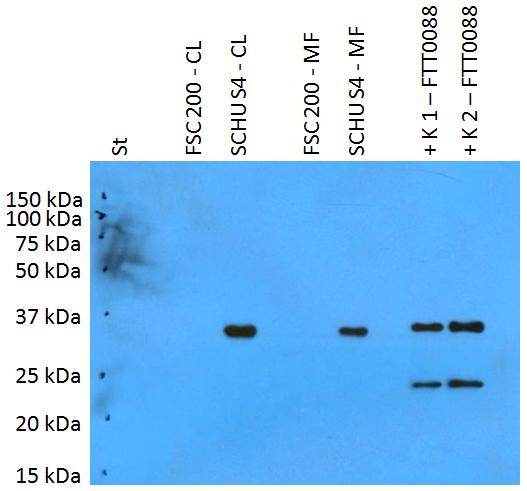 Anti-Francisella tularensis ssp. tularensis antigen PilT Polyclonal Antibody